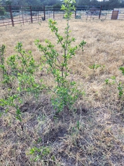 Sideroxylon lanuginosum