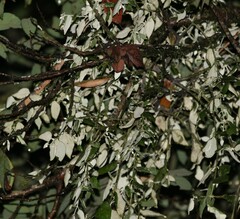 Notothixos leiophyllus