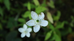 Parnassia grandifolia