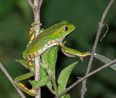 Phyllomedusa burmeisteri