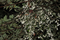 Notothixos leiophyllus