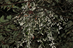 Notothixos leiophyllus