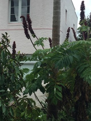 Melianthus major