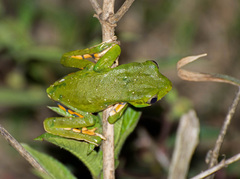 Phyllomedusa burmeisteri