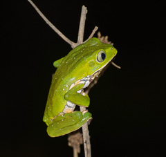 Phyllomedusa burmeisteri