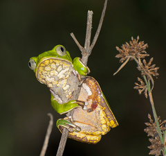 Phyllomedusa burmeisteri