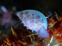 Testudovolva ericae