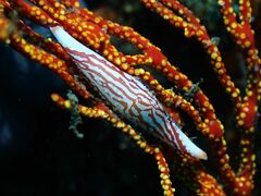 Pellasimnia improcera