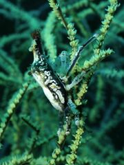 Xenocarcinus conicus