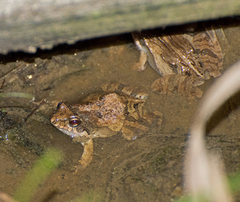 Physalaemus cuvieri