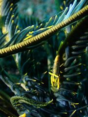 Laomenes amboinensis