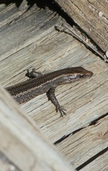 Cryptoblepharus pulcher
