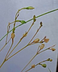 Phemeranthus parviflorus