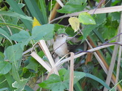 Cistothorus stellaris