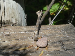 Cryptoblepharus pulcher