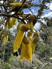 Sophora microphylla