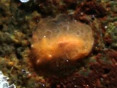 Rostanga lutescens