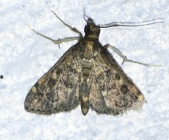 Steniodes declivalis