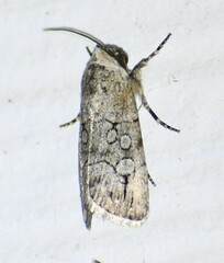 Sympistis sectiloides