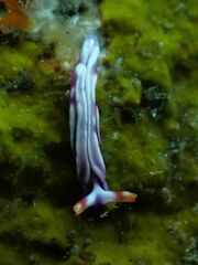 Thuridilla albopustulosa