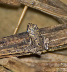 Physalaemus cuvieri