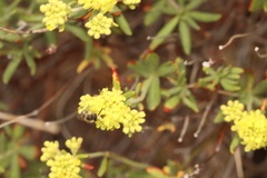 Eriogonum