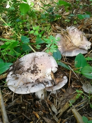 Russula