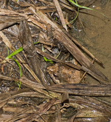 Physalaemus cuvieri