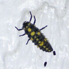 Coccinellidae