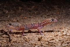 Coleonyx elegans