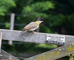 Colaptes campestris campestroides