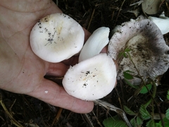 Russula