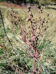 Chenopodium atrovirens