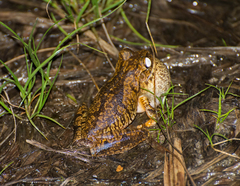 Boana crepitans