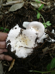 Russula