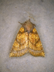 Papaipema impecuniosa