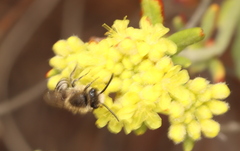 Colletes