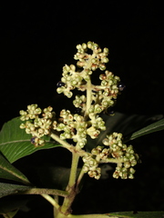 Palicourea mortoniana
