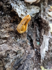 Pseudocolus fusiformis