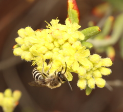Colletes