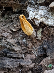 Pseudocolus fusiformis
