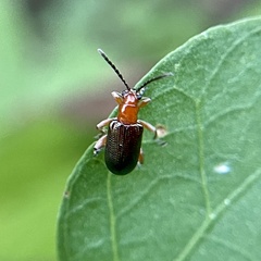Oulema variabilis
