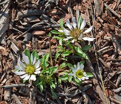 Townsendia grandiflora