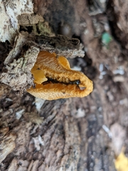 Pseudocolus fusiformis