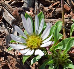 Townsendia grandiflora