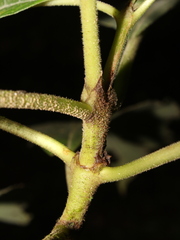 Palicourea mortoniana