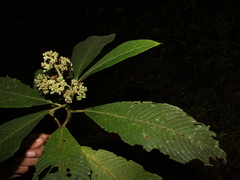 Palicourea mortoniana