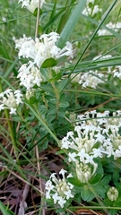 Pimelea humilis