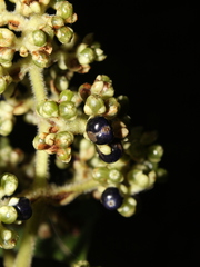 Palicourea mortoniana