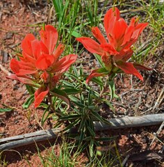 Castilleja integra